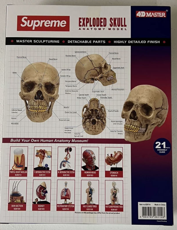 Supreme 4D Model Human Skull Natural
