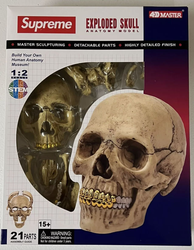 Supreme 4D Model Human Skull Natural
