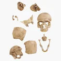 Supreme 4D Model Human Skull Natural