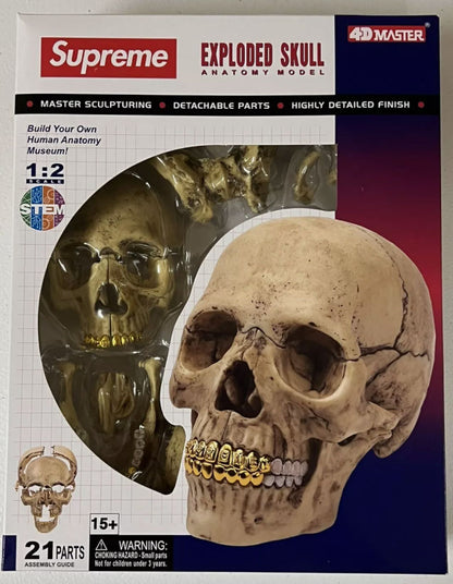 Supreme 4D Model Human Skull Natural