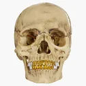 Supreme 4D Model Human Skull Natural